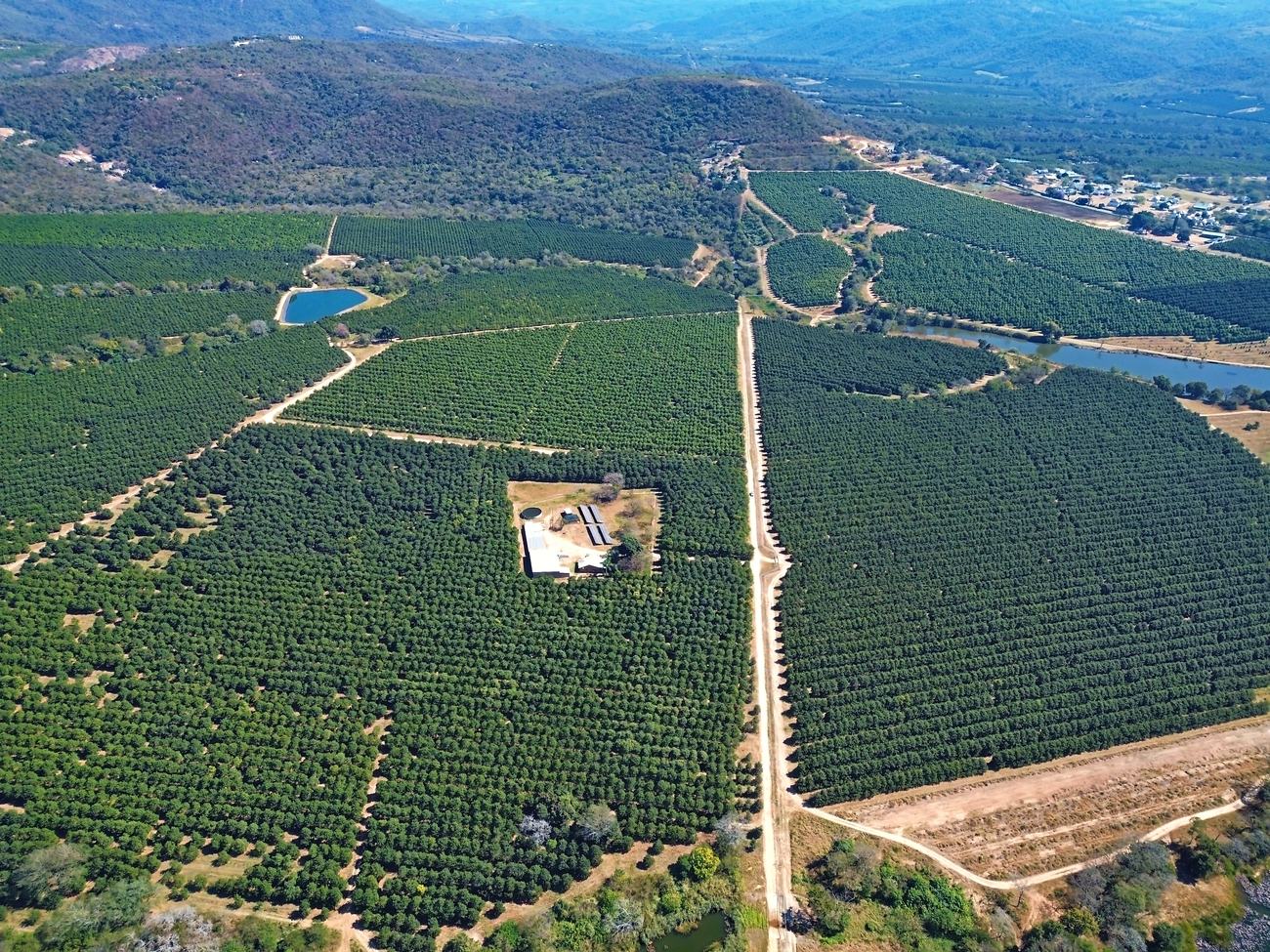Aerial view of the farm buildings and drying yard set among the macadamia blocks