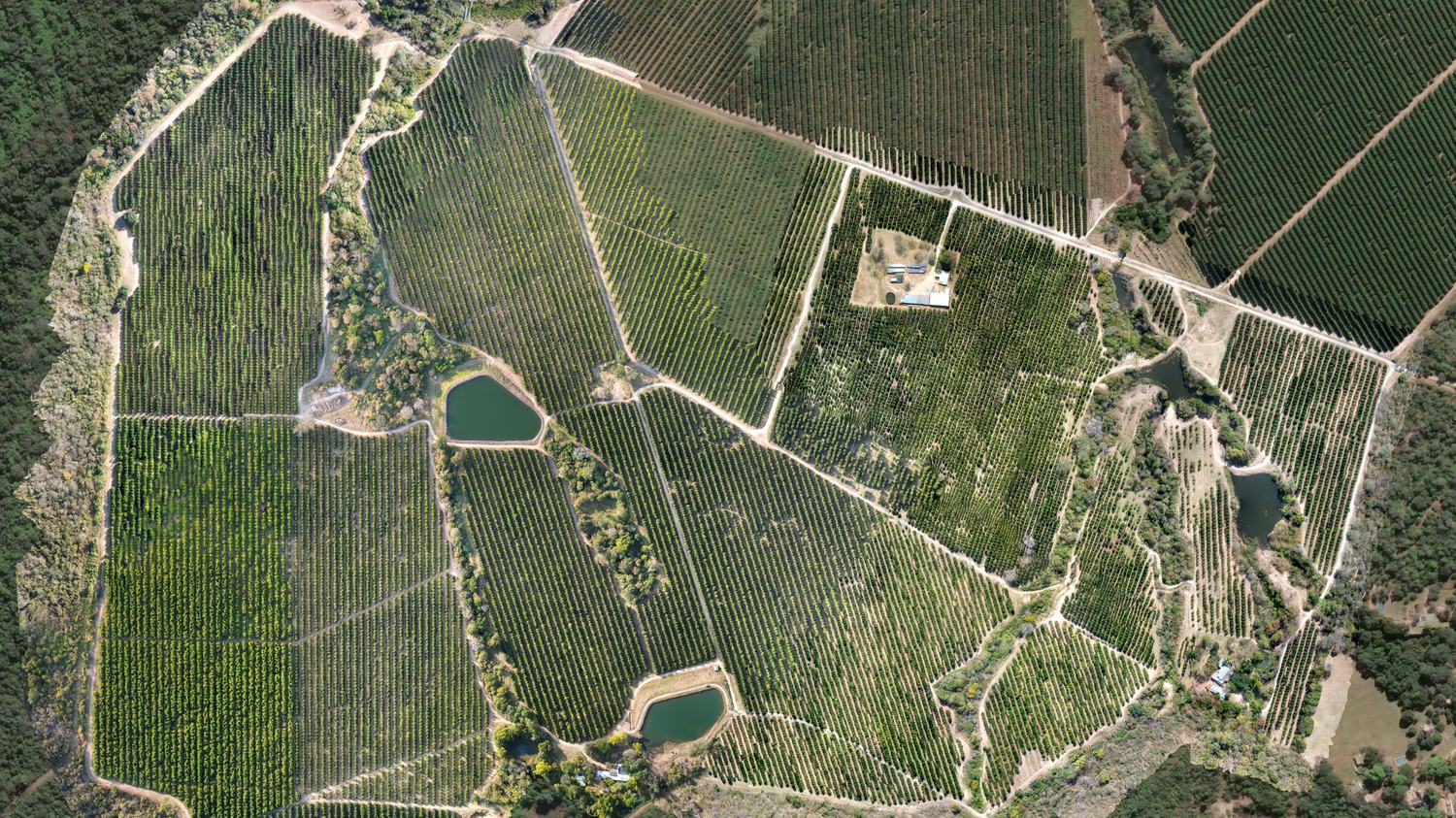Straight-down aerial orthophoto of the western blocks of Sunstone Valley, the rows running in bands between two storage dams, with natural bush along the boundaries