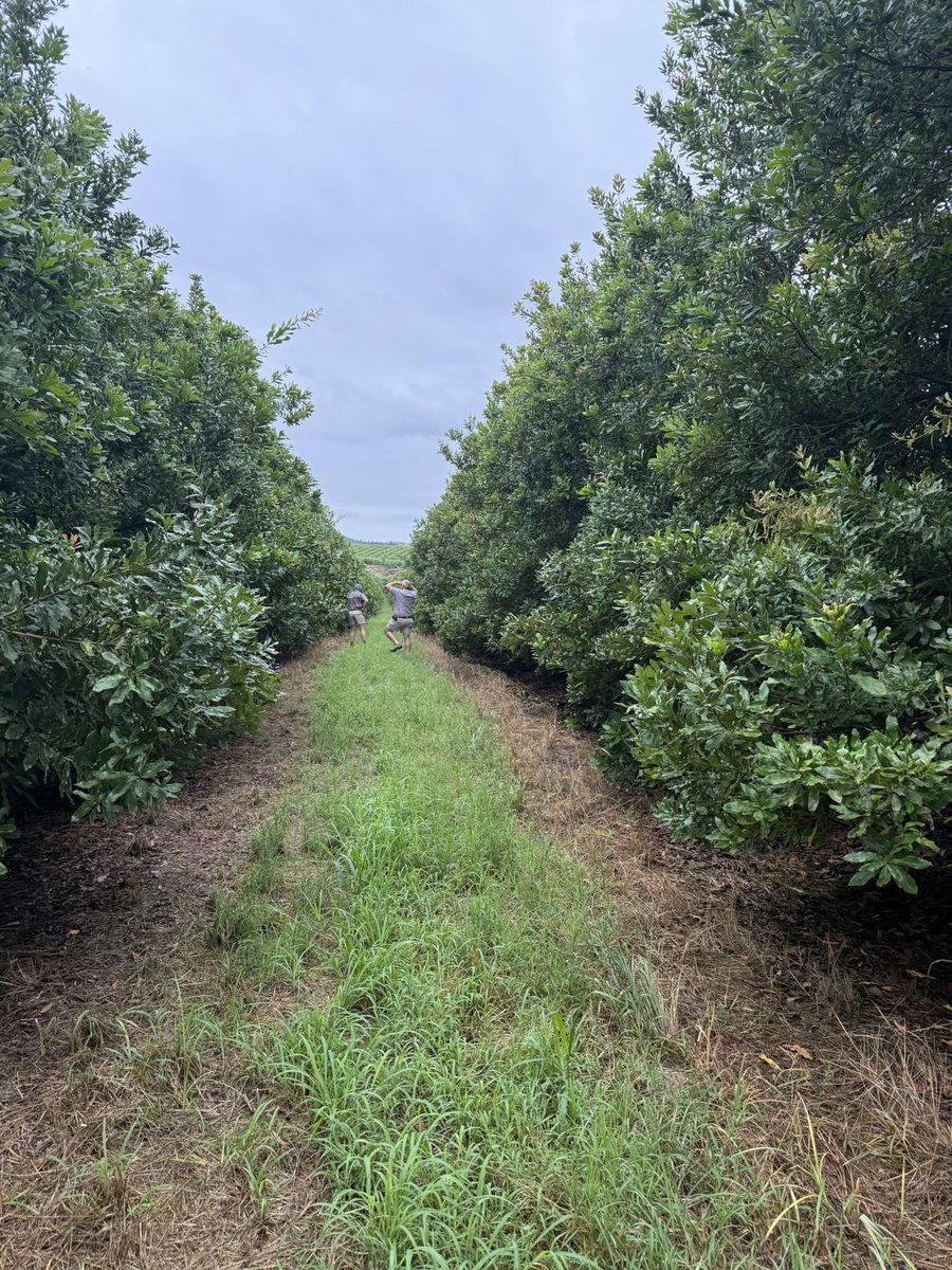Walking down a grassed row between mature macadamia trees