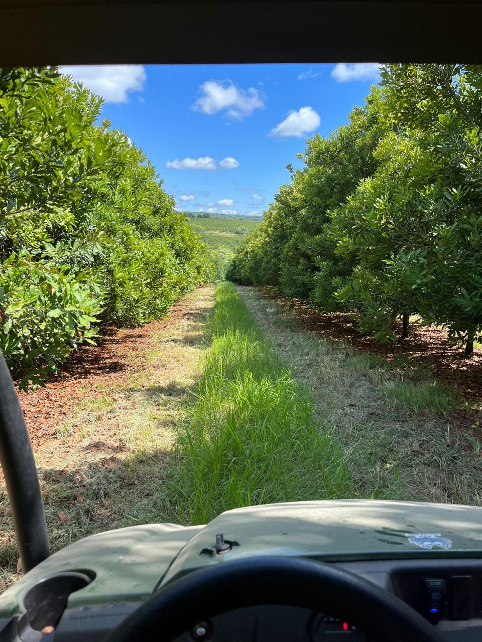 View down a mowed orchard row toward the hills