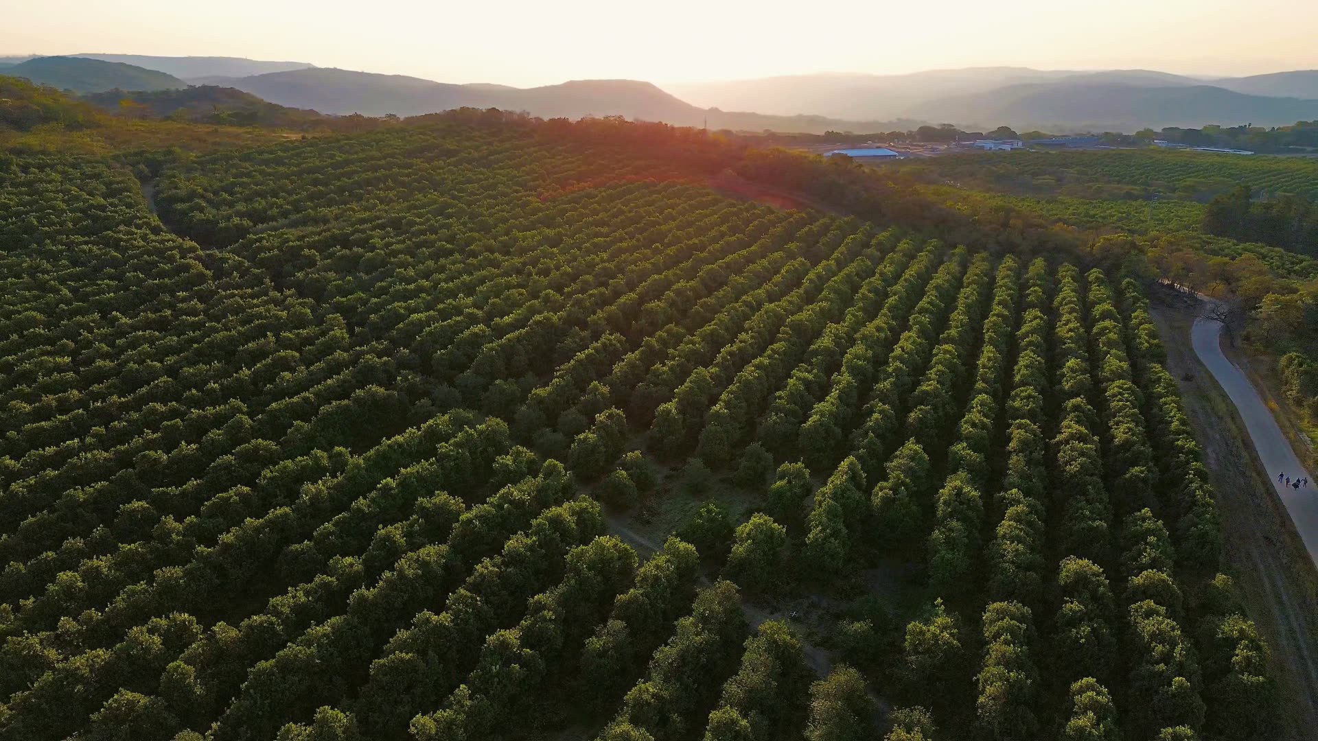 Low evening sun across rows of macadamia trees, the hills of the valley behind