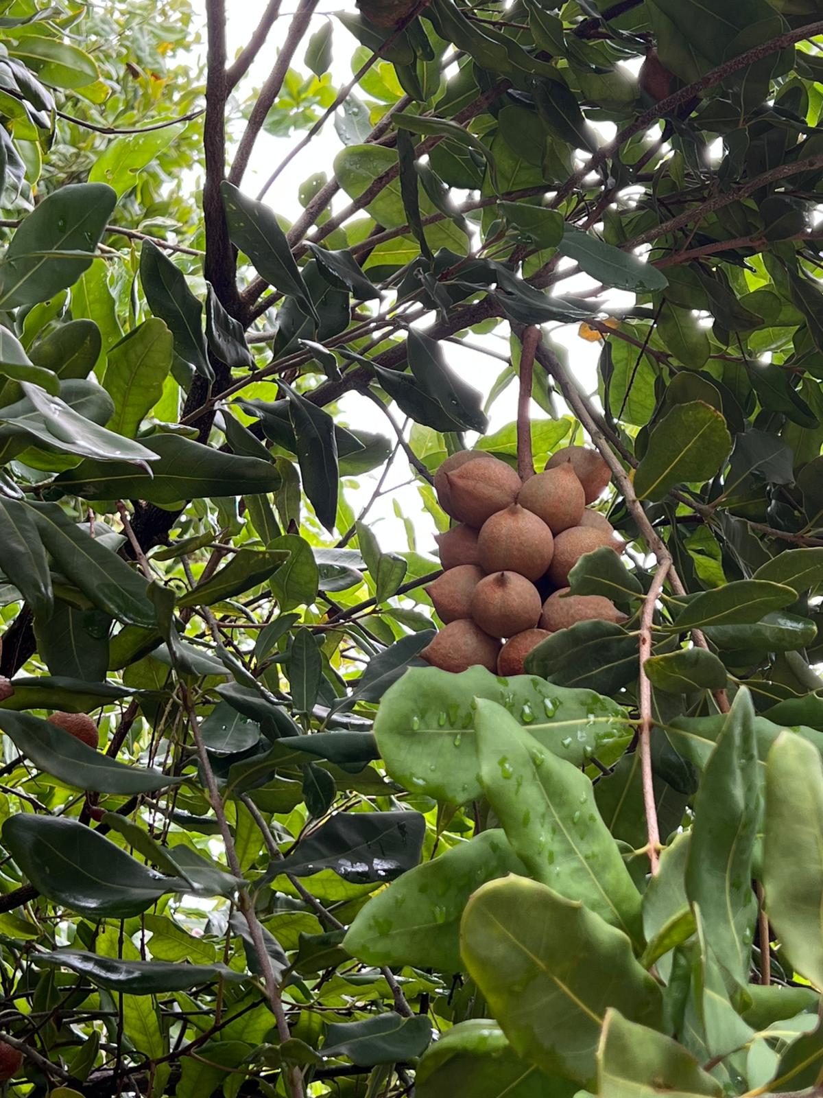 A cluster of macadamia nuts in husk hanging from the branch