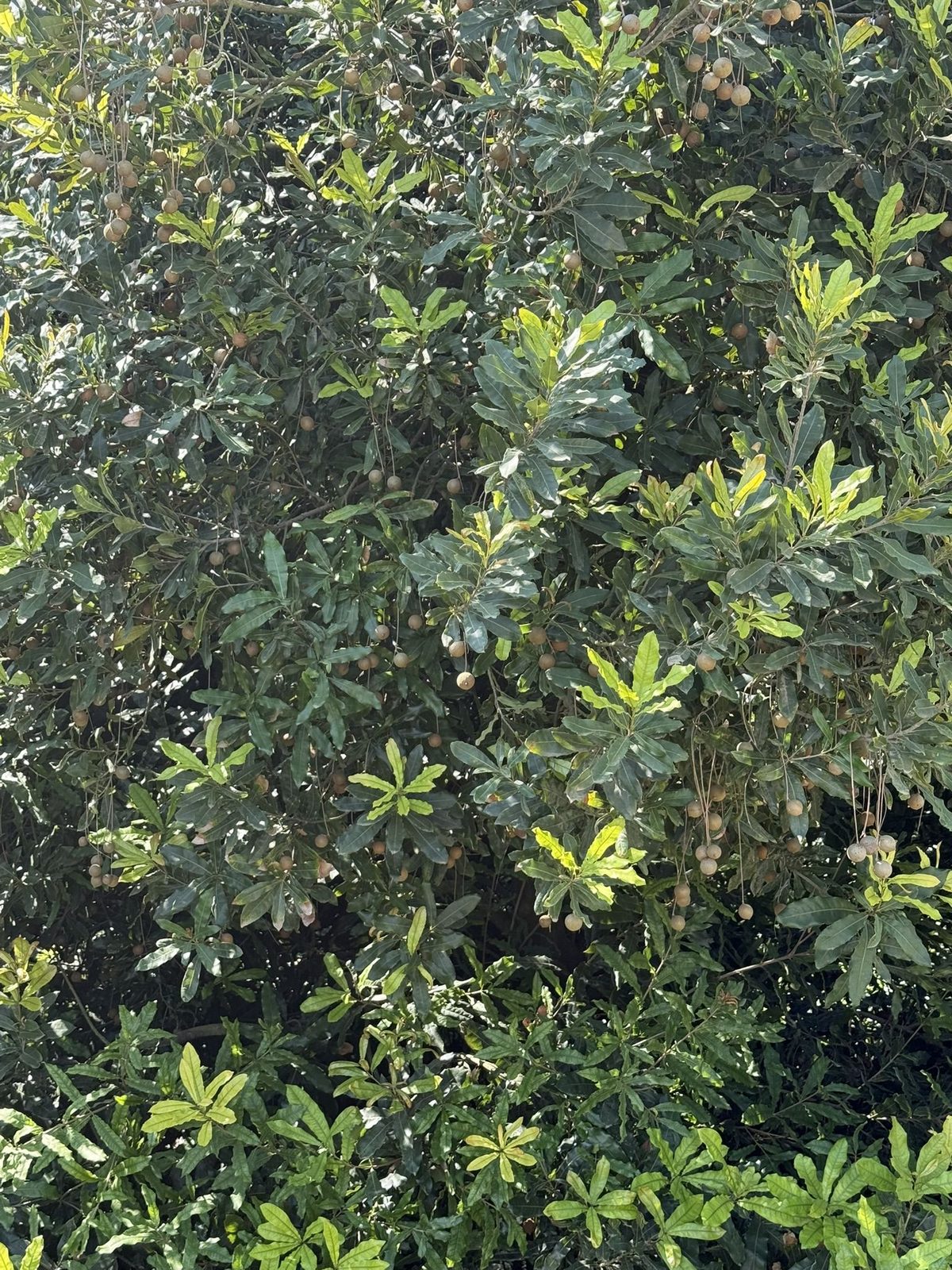 Dense macadamia canopy loaded with hanging nuts