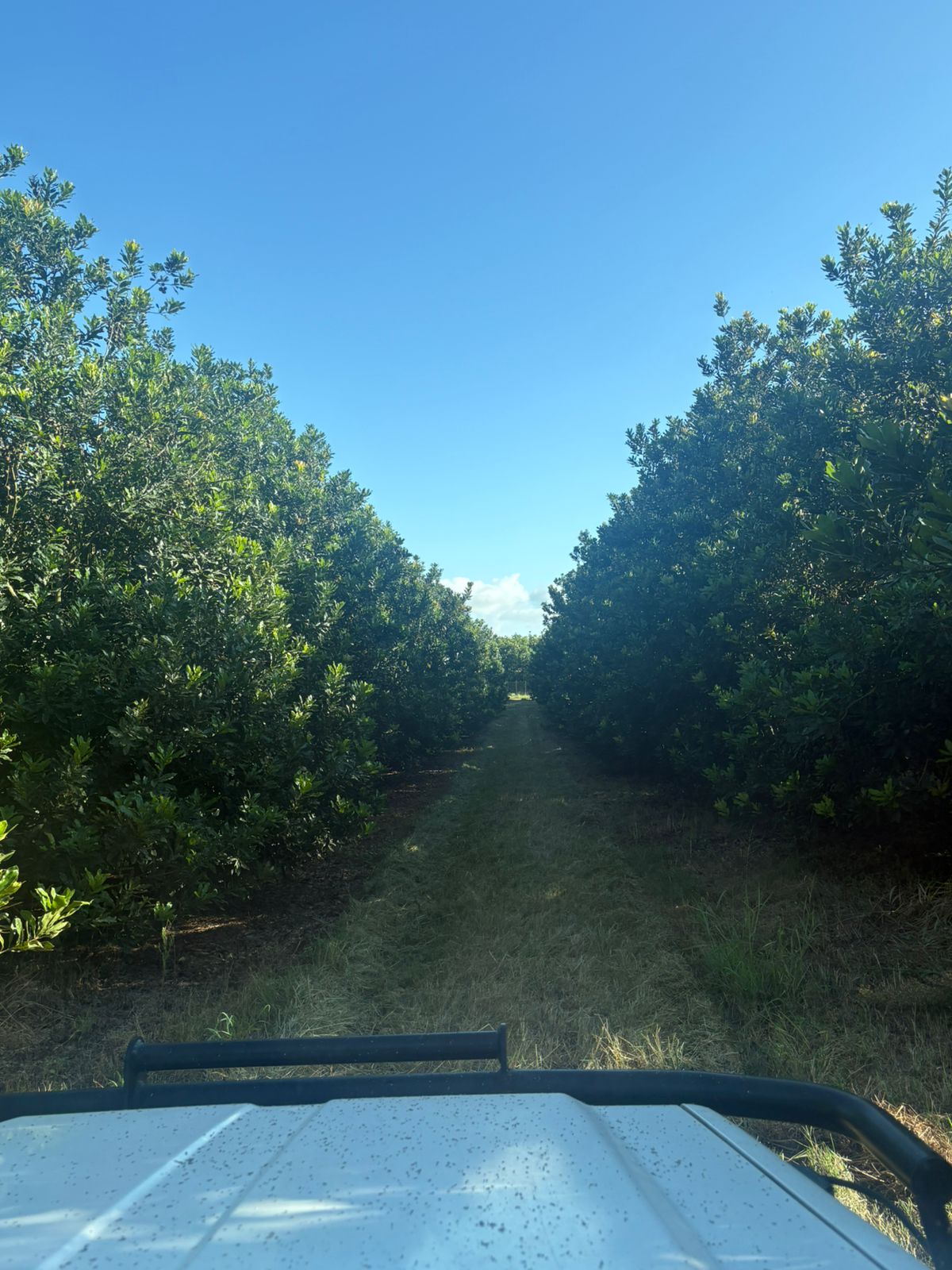 Looking down a mowed orchard row under a deep blue sky