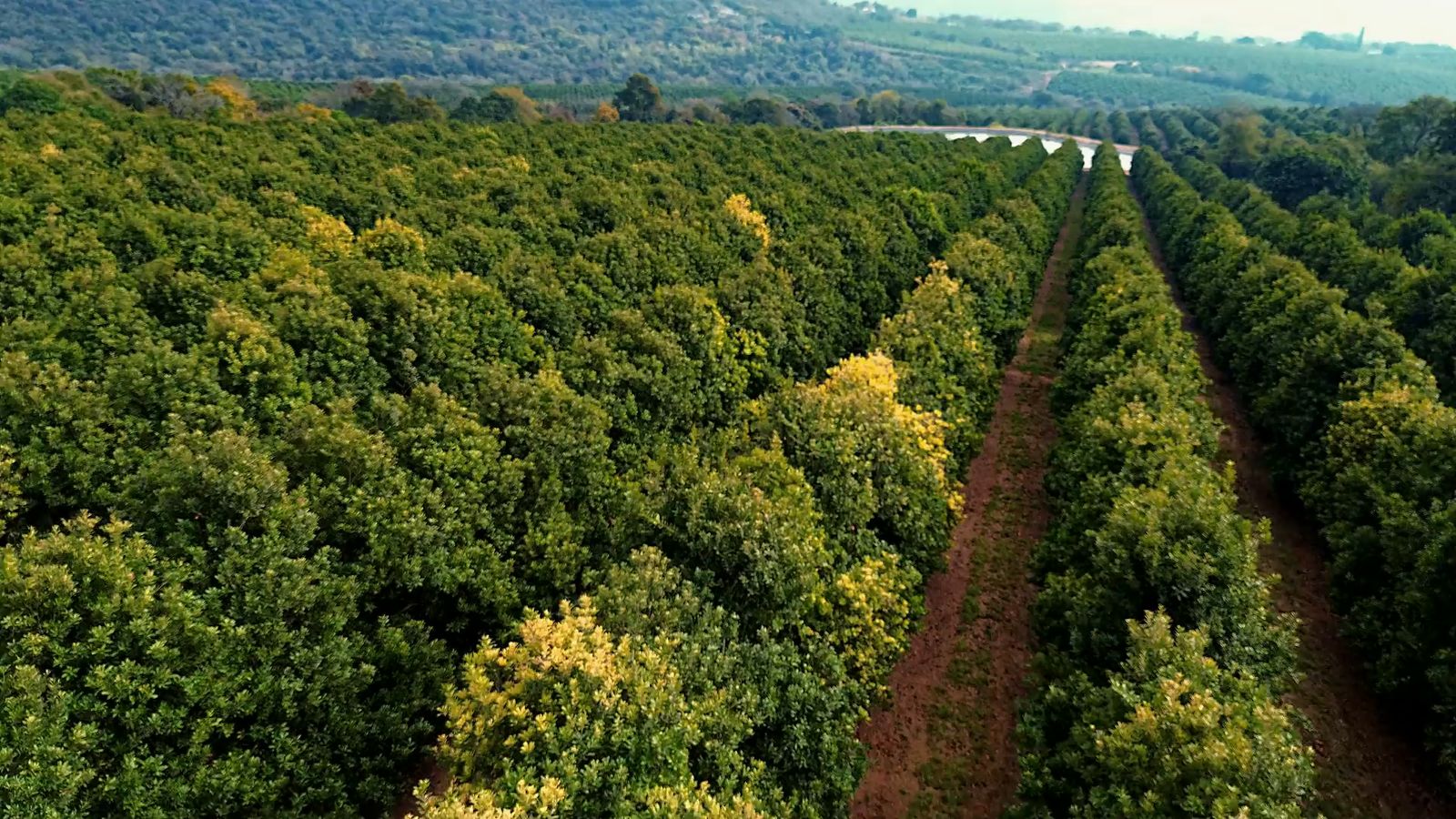 Aerial view low over the macadamia rows of Sunstone Valley, the river and the hills of Hazyview beyond