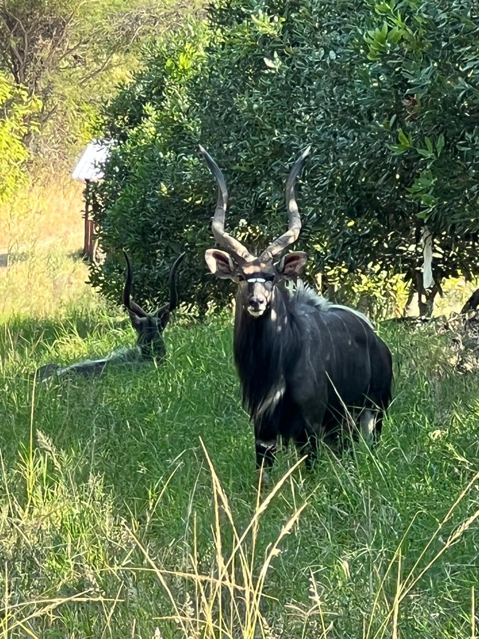 A nyala bull standing between the macadamia trees