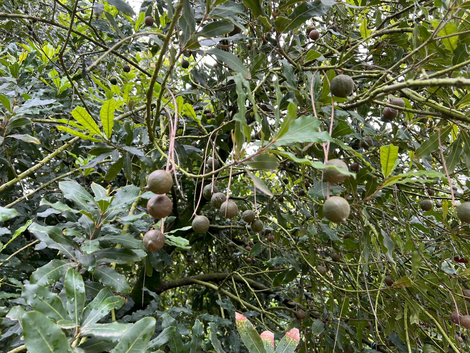 Young macadamia nuts hanging on long stalks through the canopy