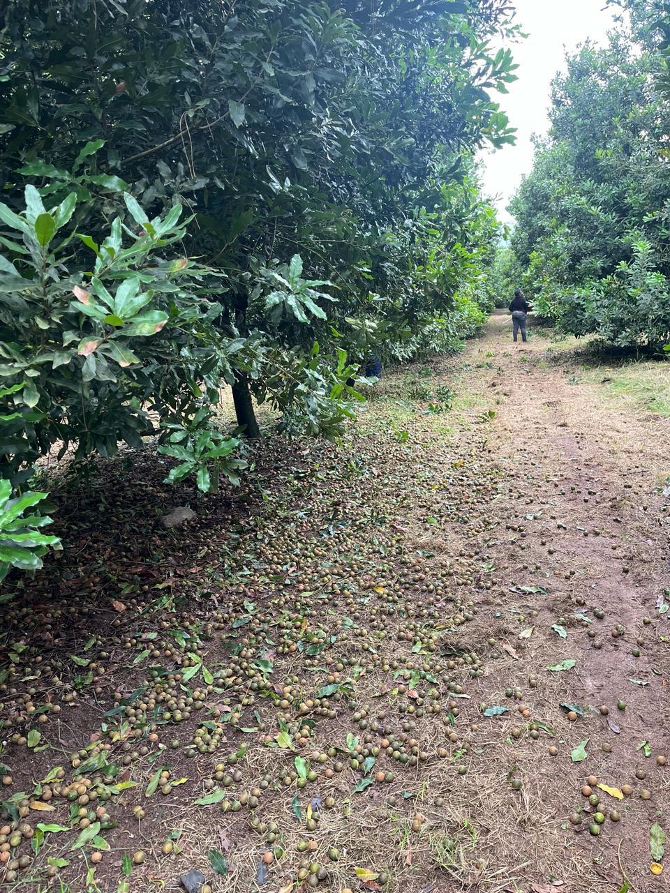 Fallen macadamia nuts covering the orchard floor at harvest