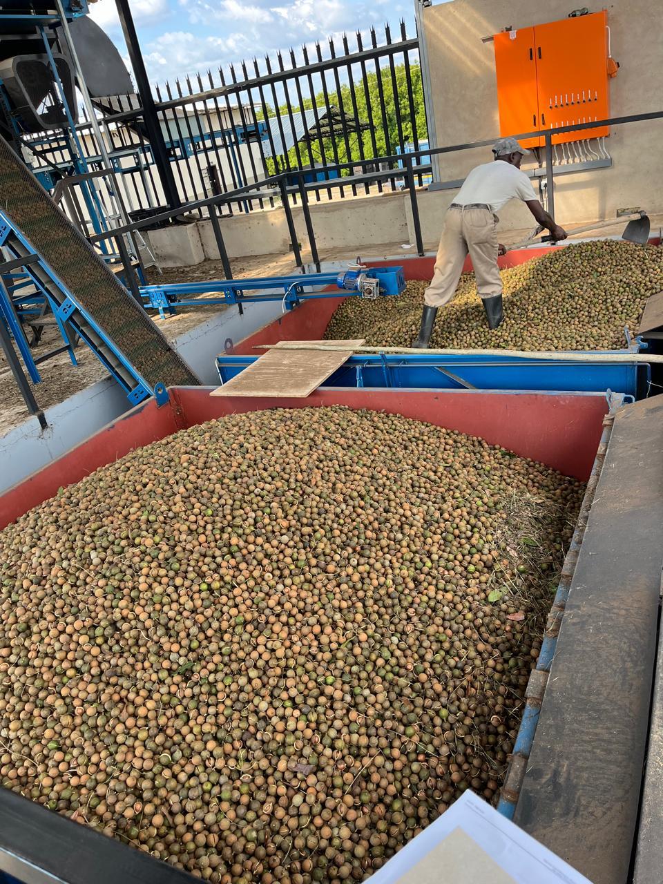 Dehusking and drying of macadamia nuts on the farm